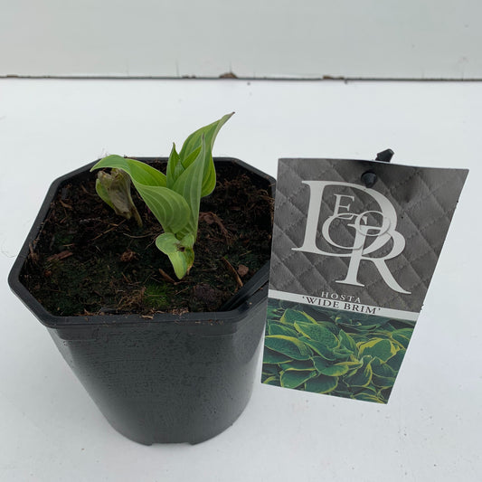 Hosta Wide Brim 30cm 17cm Pot