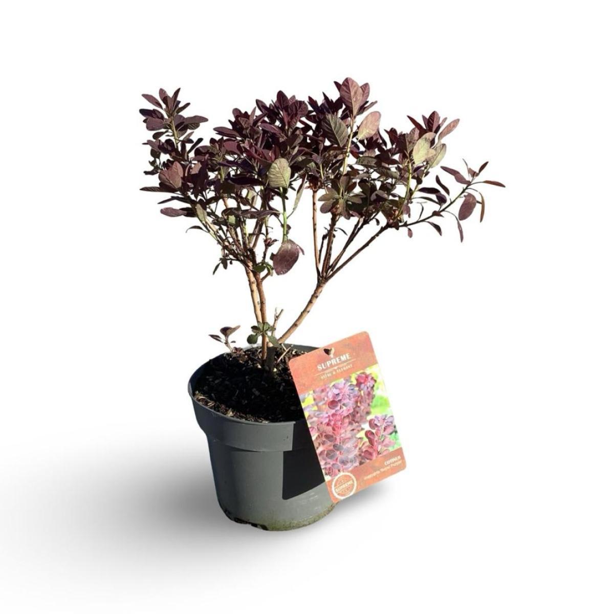 Cotinus cog. Royal Purple 60cm 21cm Pot