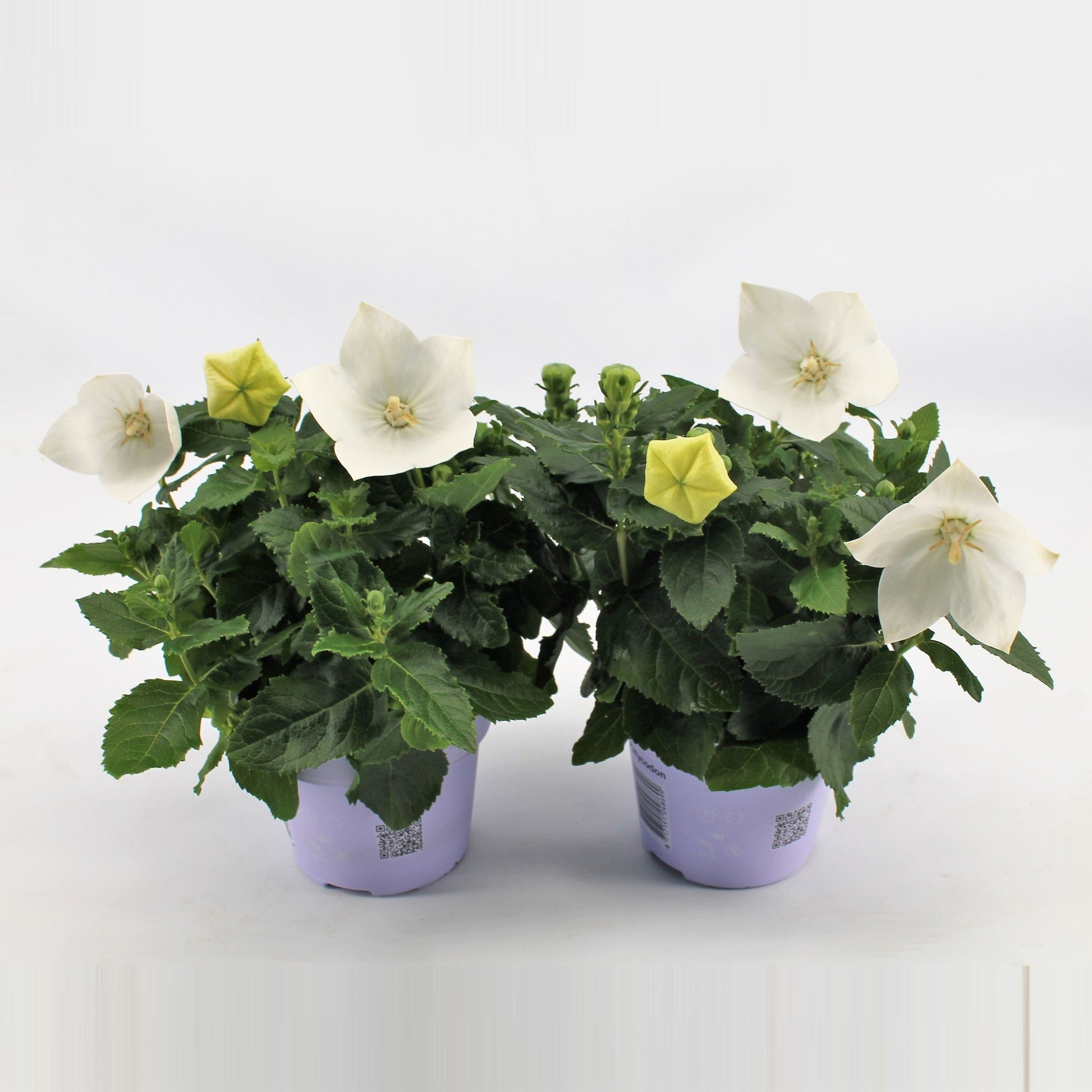 Platycodon graniflorus Astra White 22cm 12cm Pot