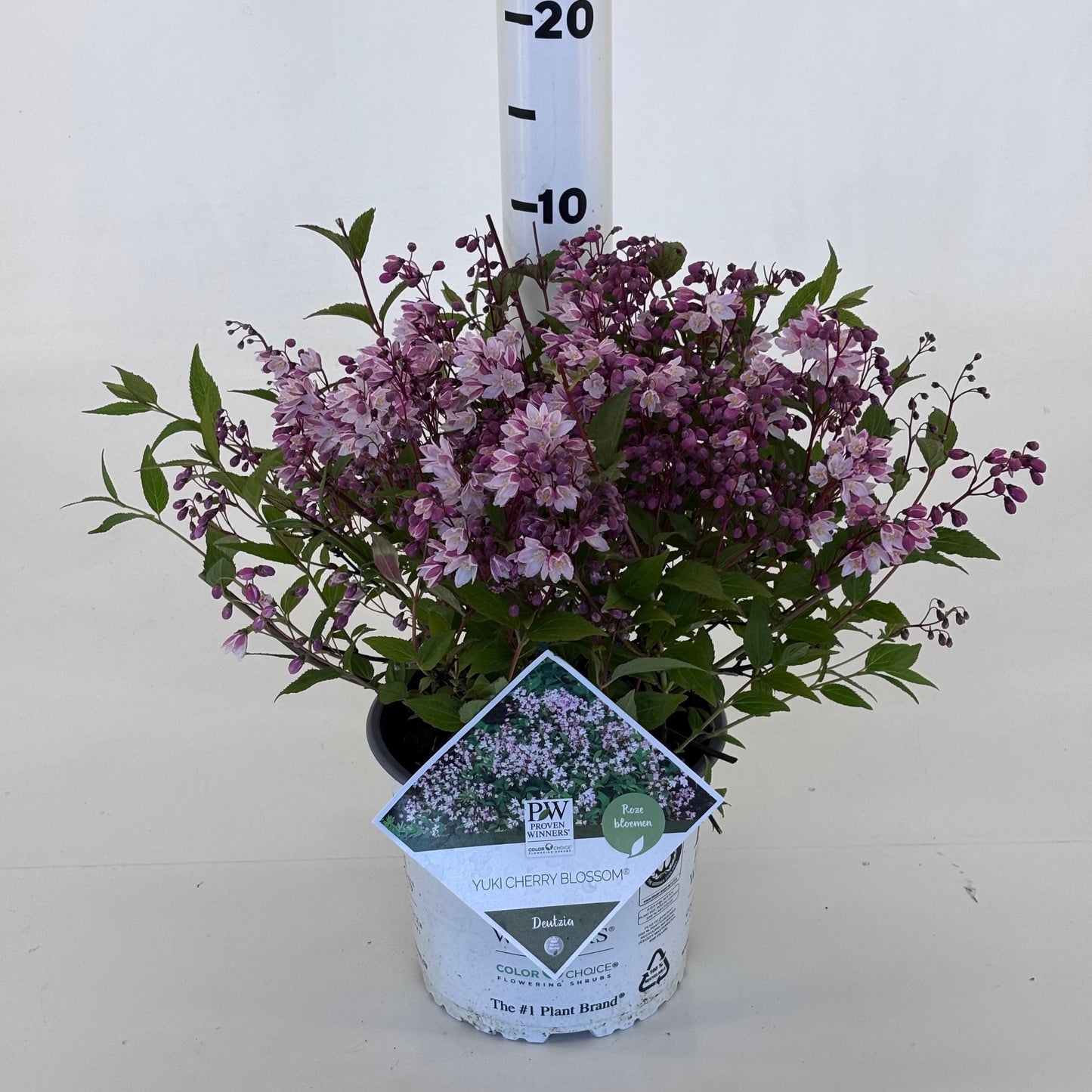 Deutzia Yuki Cherry Blossom 25cm 19cm Pot