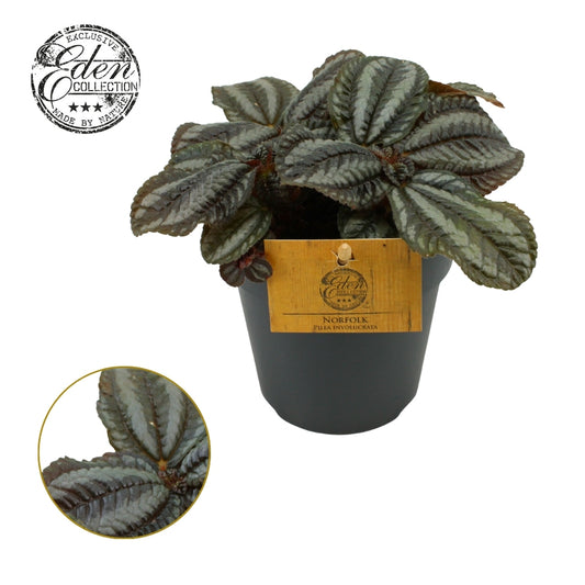 Pilea Norfolk 20cm 12cm Pot