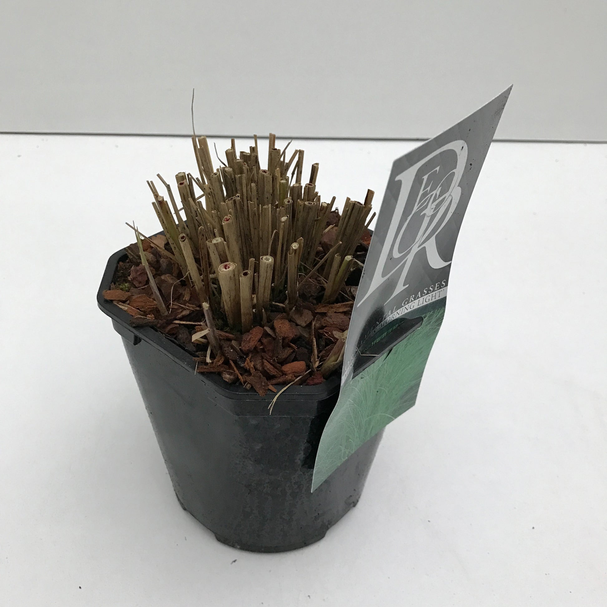 Miscanthus sin. Morning Light 30cm 17cm Pot