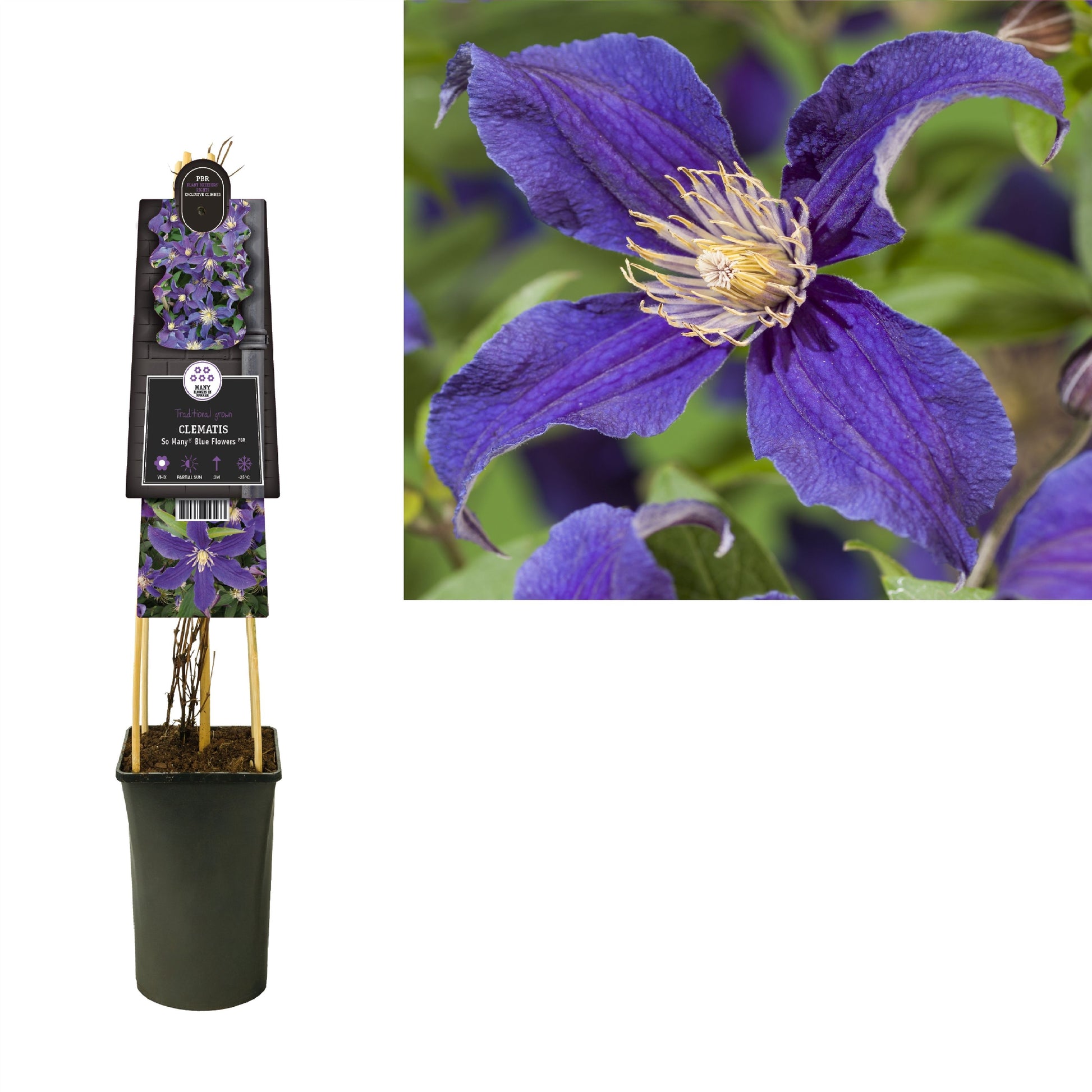 Clematis So Many Blue Flowers 75cm 17cm Pot