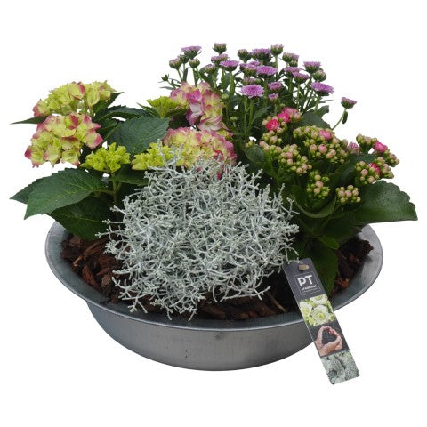 PTSO6018 Arrangementen Tuinplanten 26cm 33cm Pot