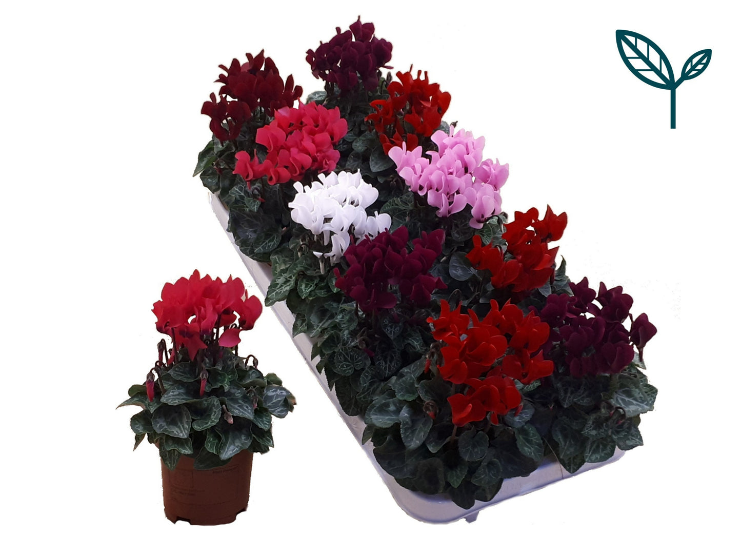 Cyclamen Compact mix 20cm 510cm Pot