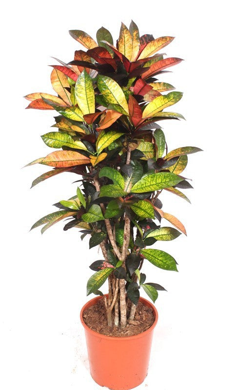 Codiaeum Mrs Iceton 140cm 30cm Pot