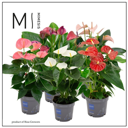 Anthurium mix 43cm 12cm Pot