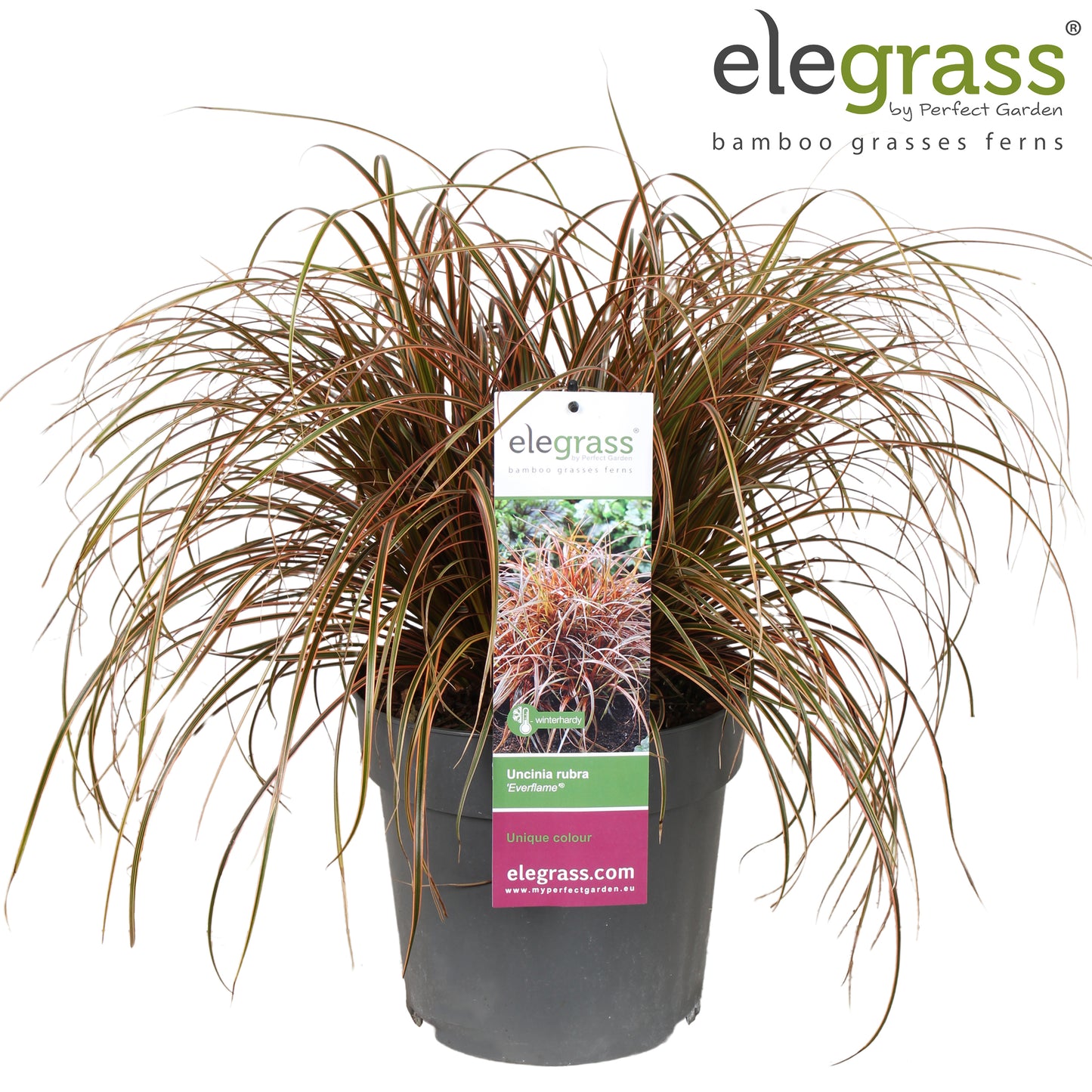 Uncinia rubra Everflame 50cm 23cm Pot