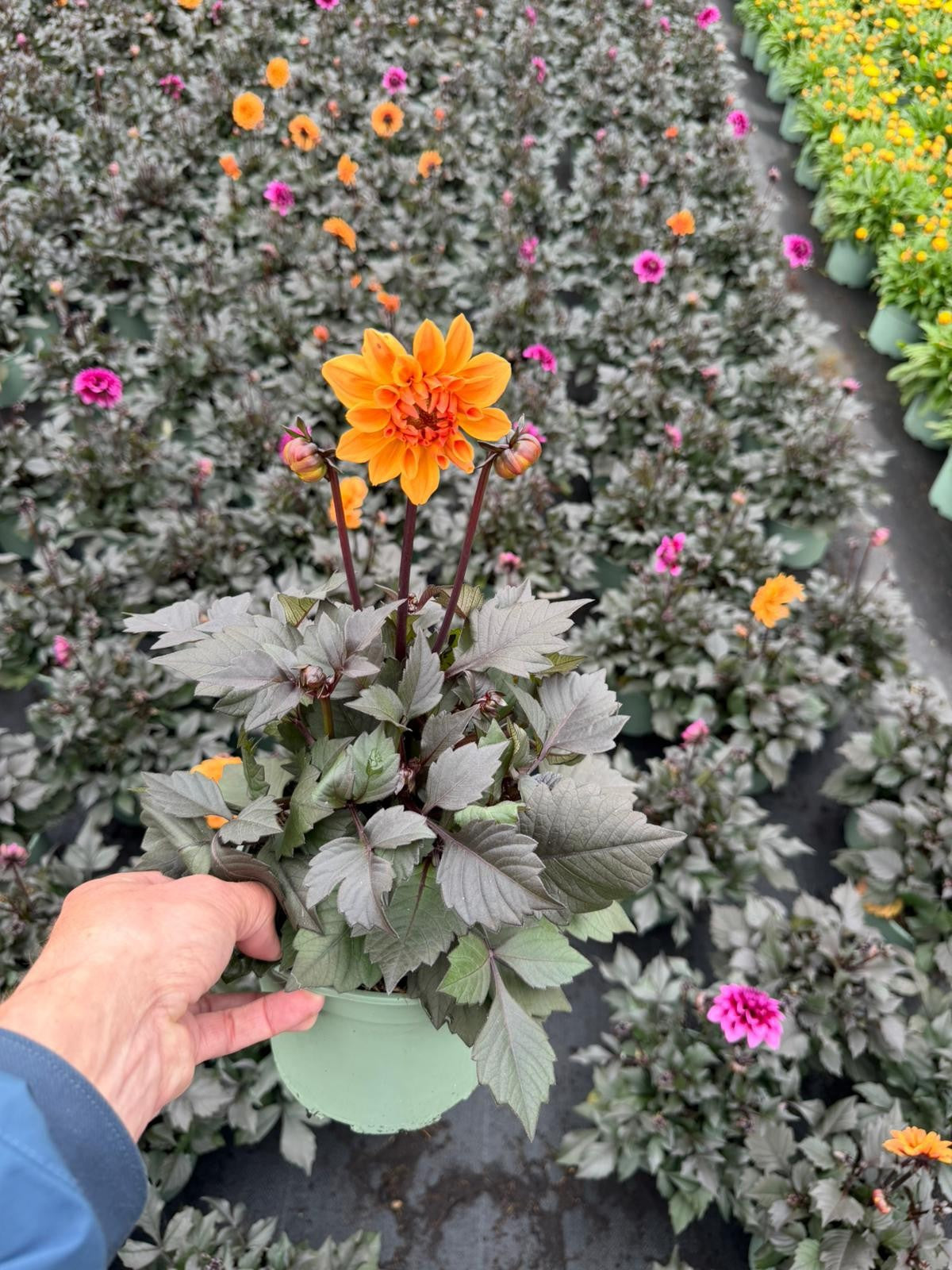Dahlia Labella Grande Orange Bicolour 50cm 17cm Pot