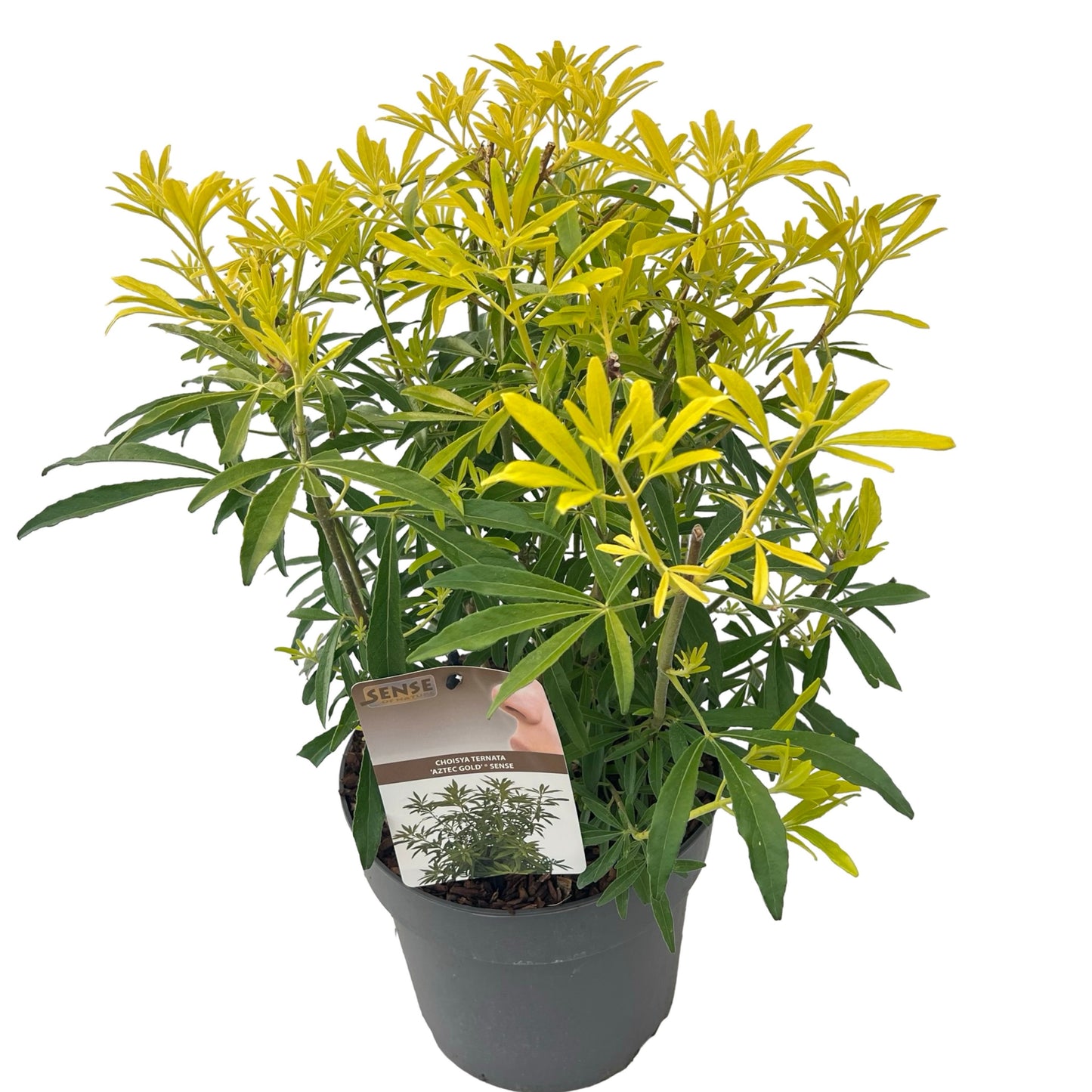 Choisya ternata Aztec Pearl 50cm 23cm Pot