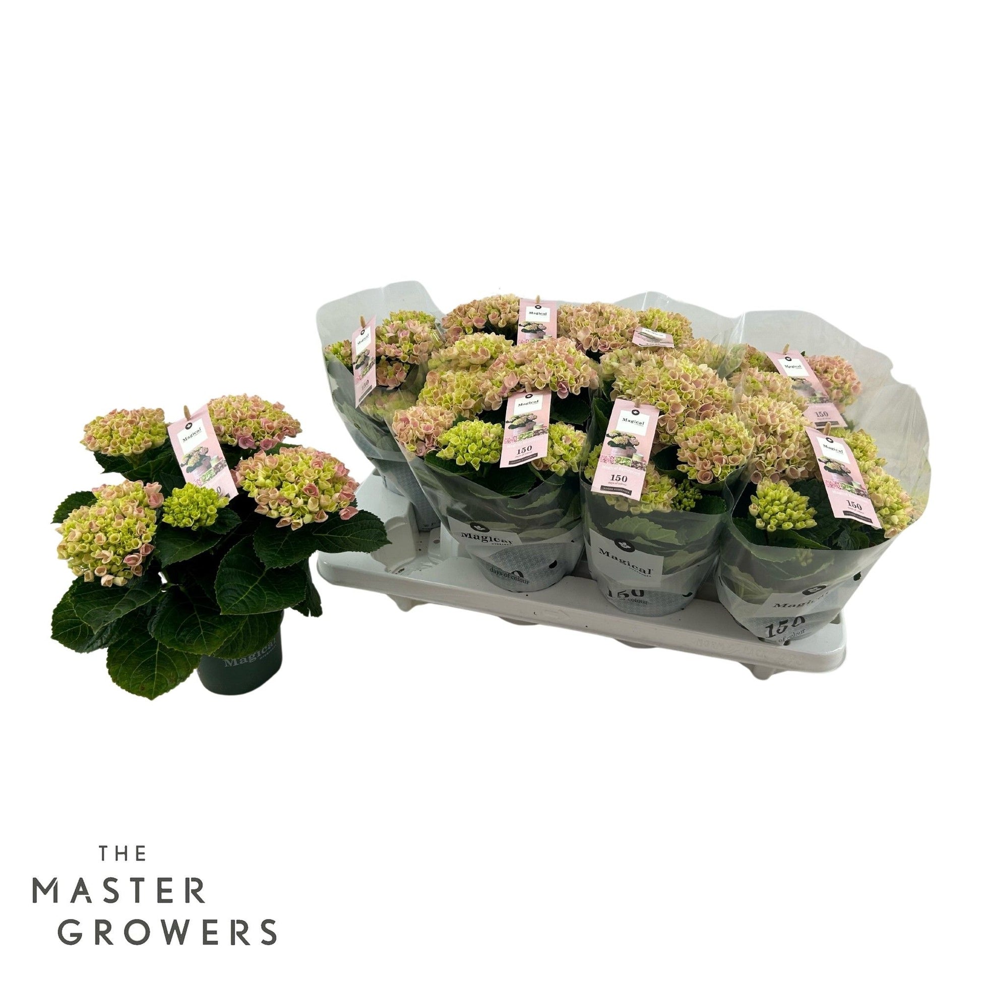 Hydrangea macrophylla Magical Revolution pink 25cm 510cm Pot