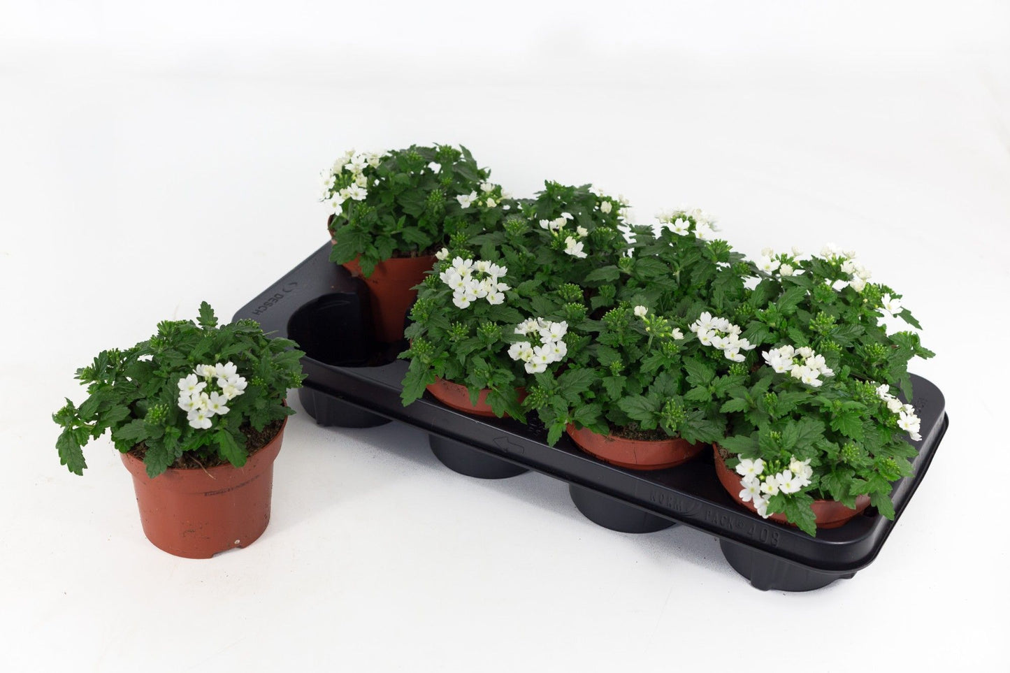 Verbena Drums White 20cm 13cm Pot
