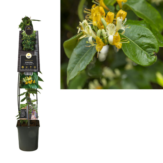 Lonicera Copper Beauty 115cm 23cm Pot