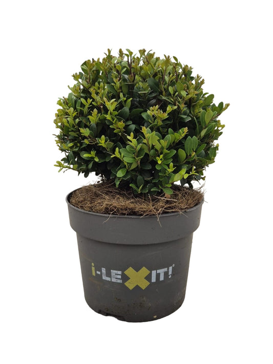 Ilex crenata Dark Green ball 30cm 17cm Pot