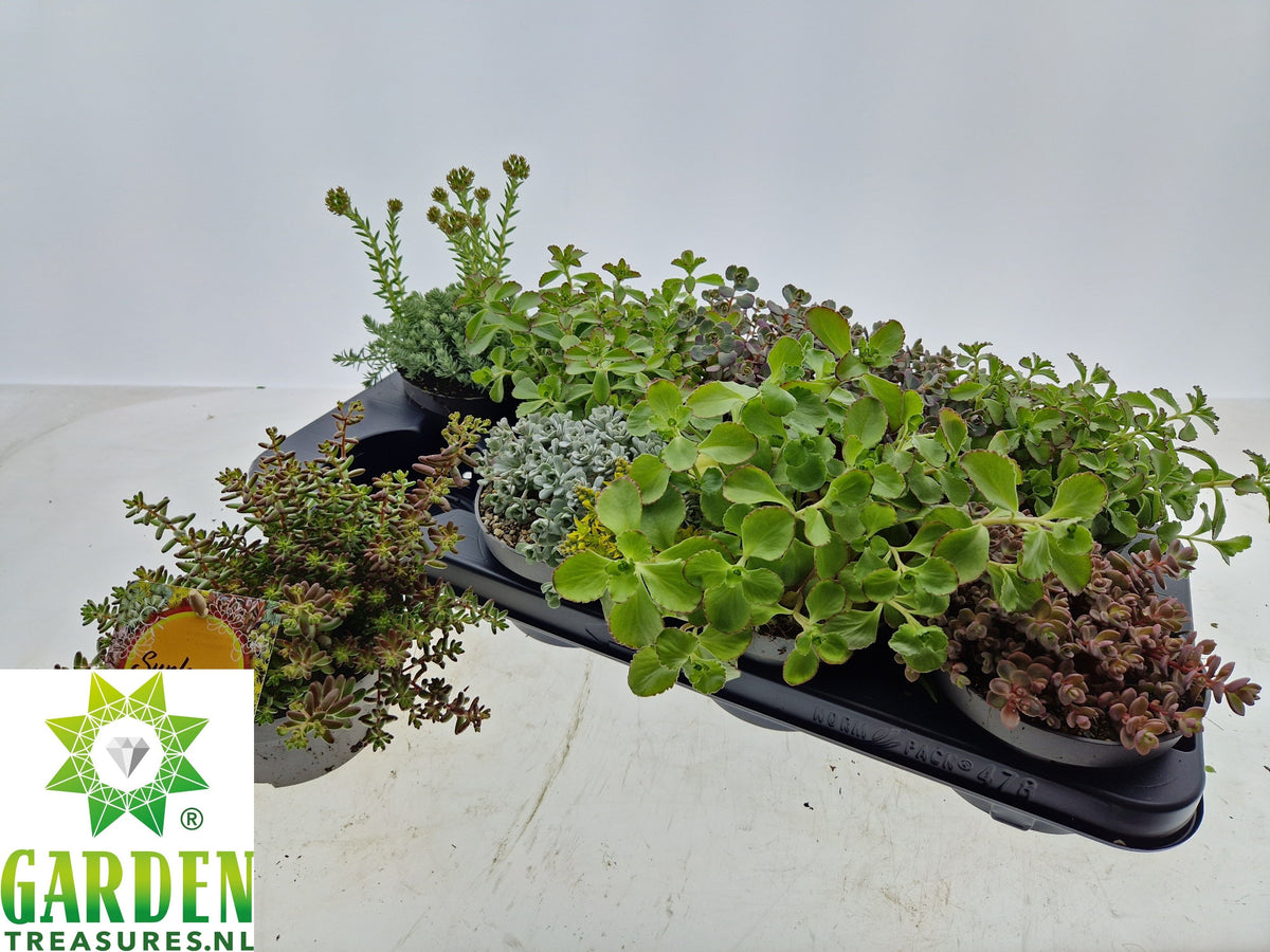Sedum mix 25cm 13cm Pot