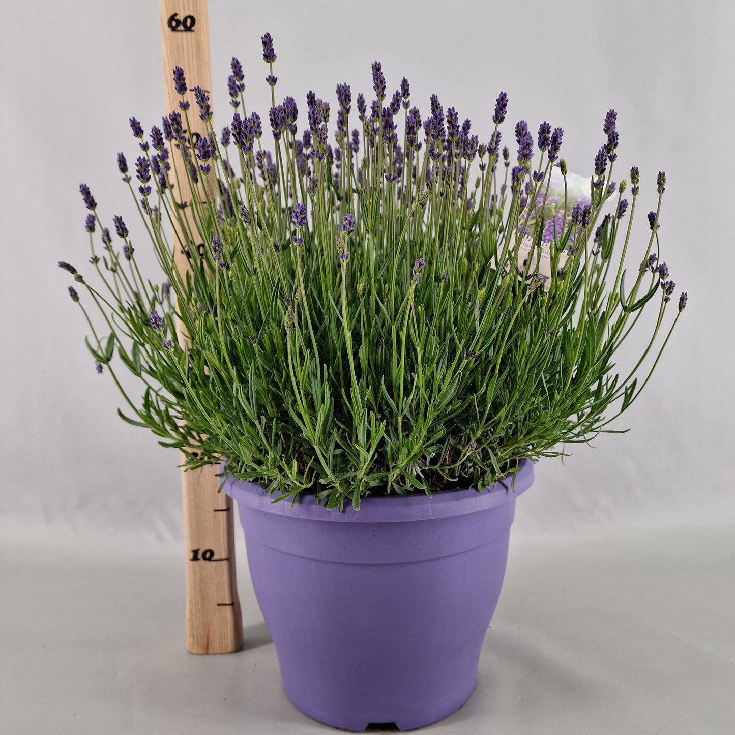 Lavender Essence Purple 50cm 29cm Pot
