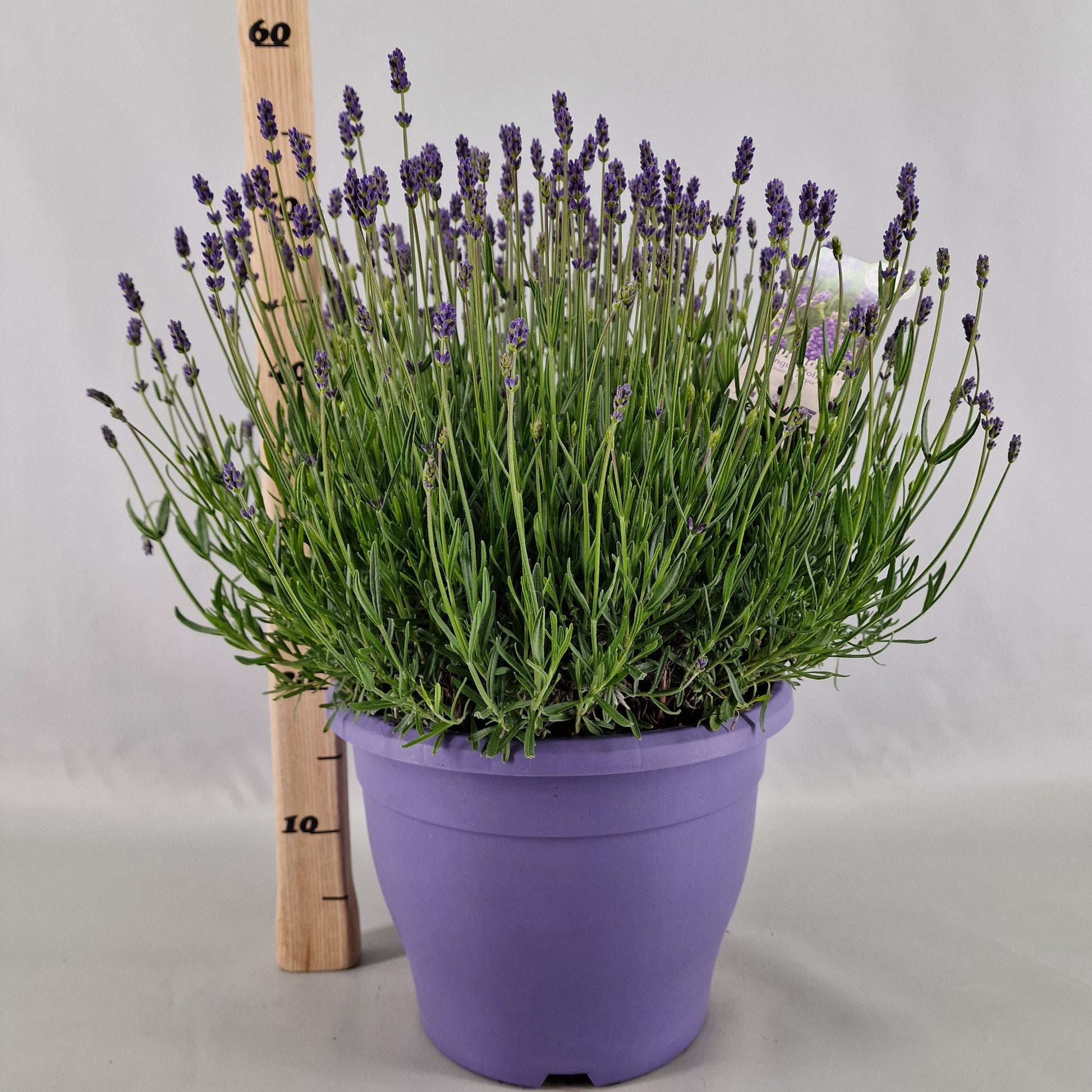 Lavender Essence Purple 50cm 29cm Pot