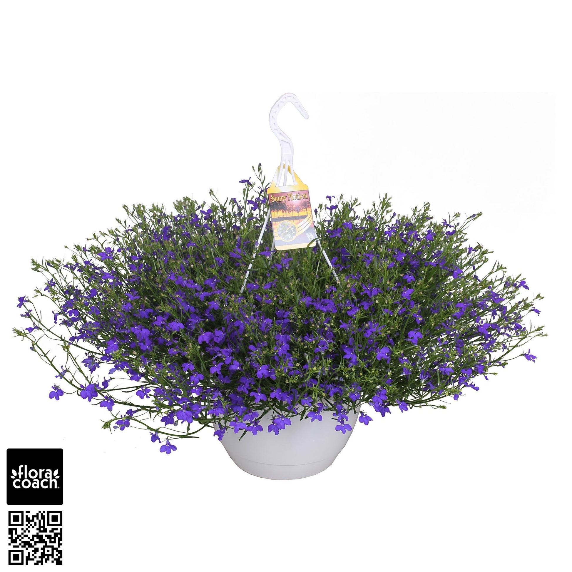 Lobelia Curaçao Dark Blue 50cm 25cm Pot