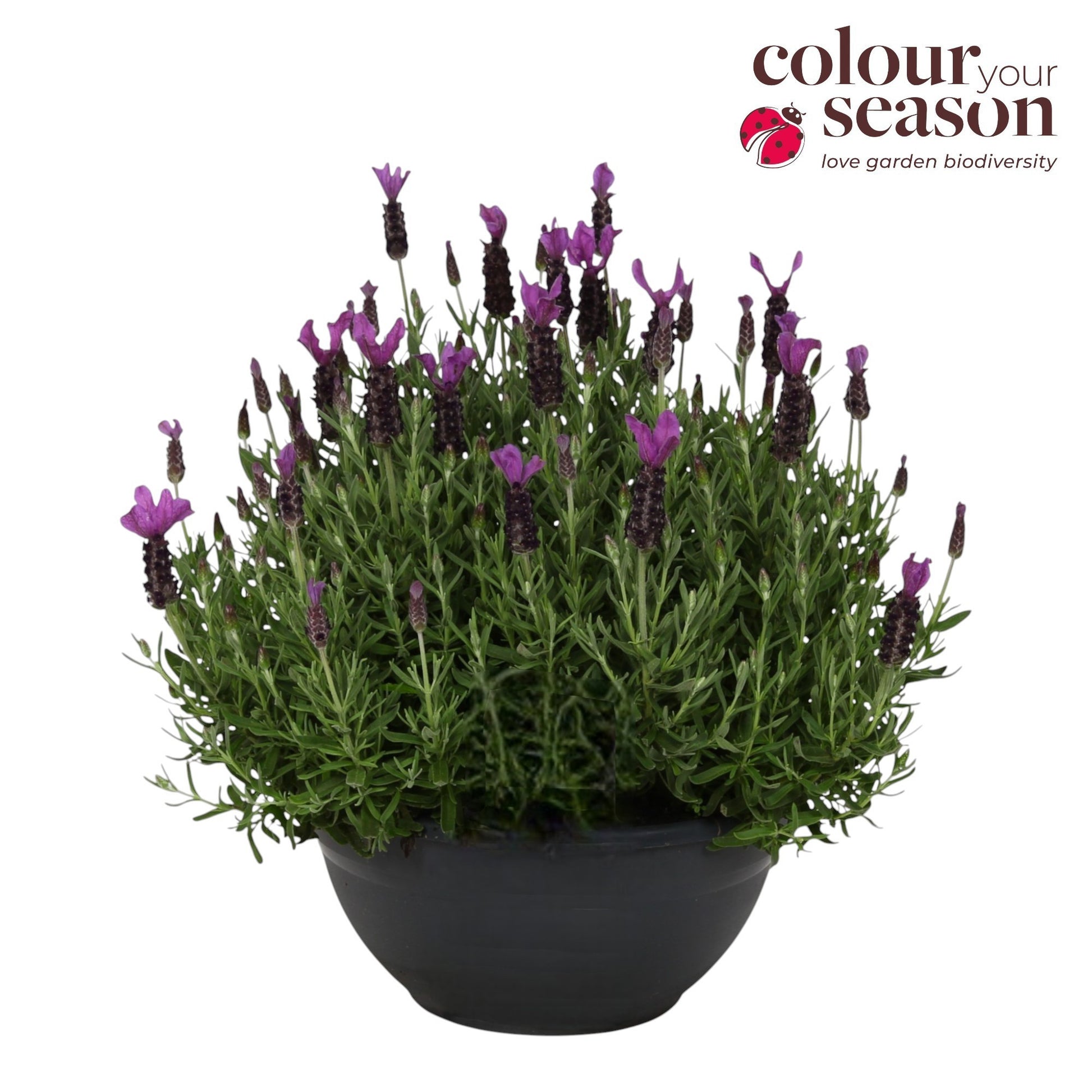 Lavandula stoechas 35cm 30cm Pot