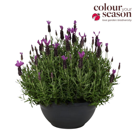 Lavandula stoechas 35cm 30cm Pot