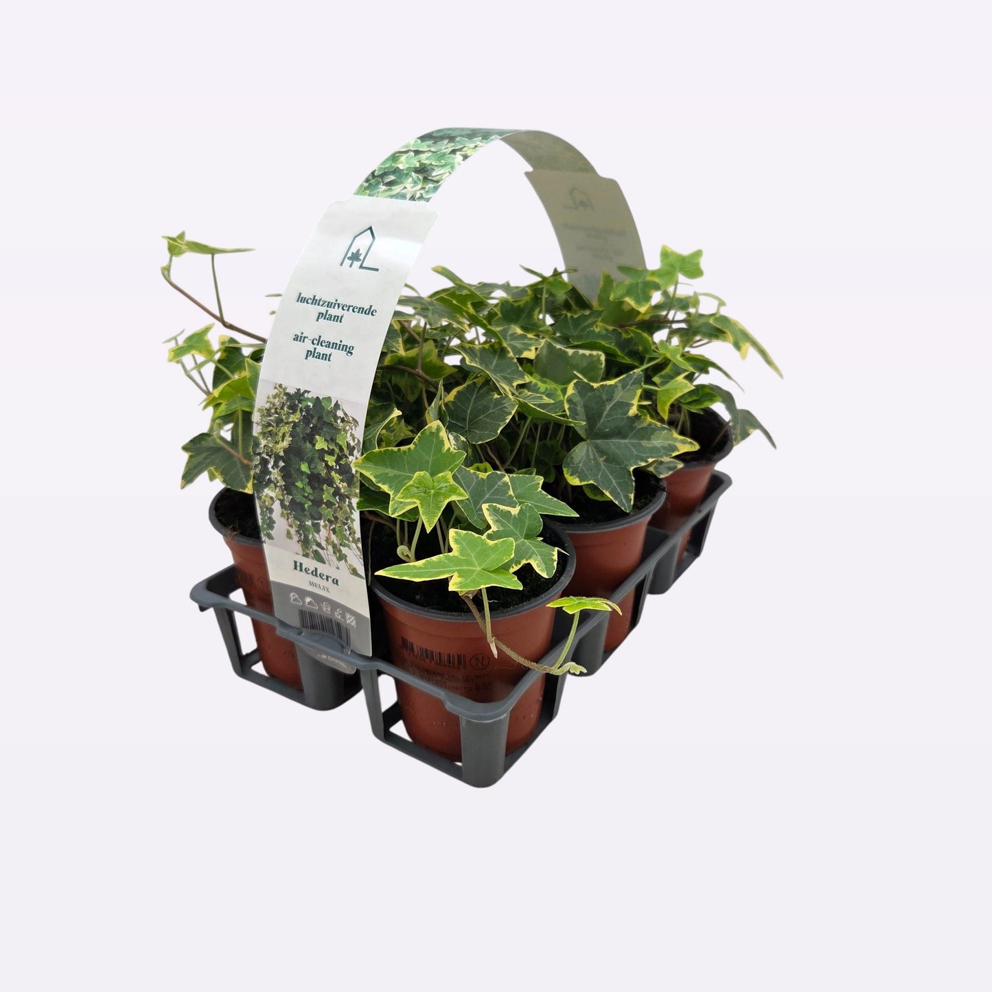 Hedera helix Goldchild 9cm Pot