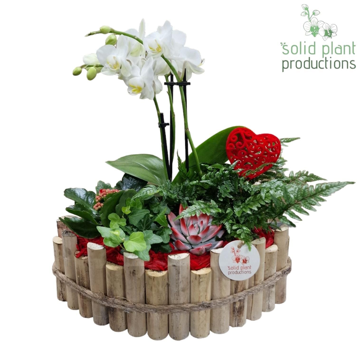 arr. Phalaenopsis HVPE006RED 45cm 35cm Pot