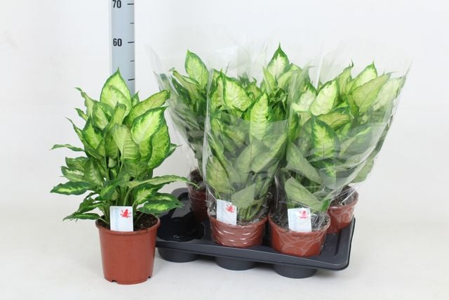 Dieffenbachia Camilla 55cm 17cm Pot