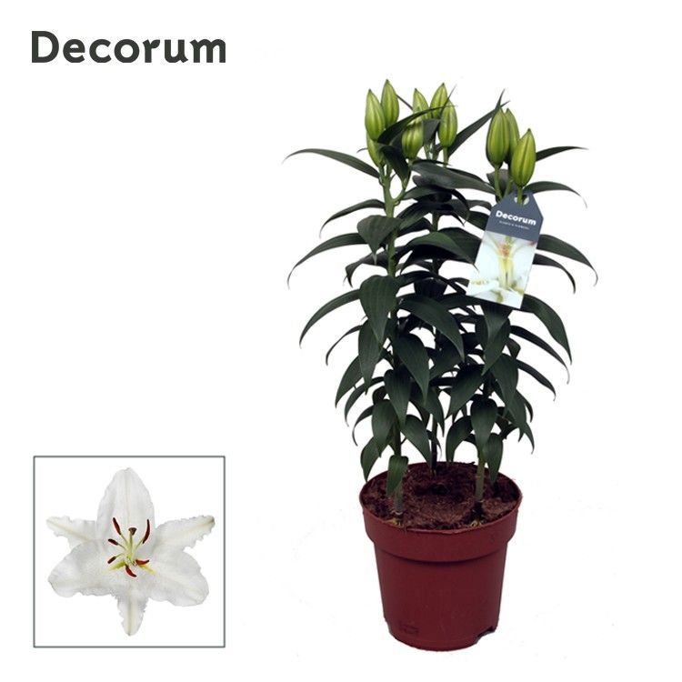 Lilium Oxygen 50cm 17cm Pot