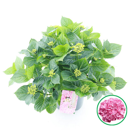 Hydrangea macr. rose 45cm 23cm Pot