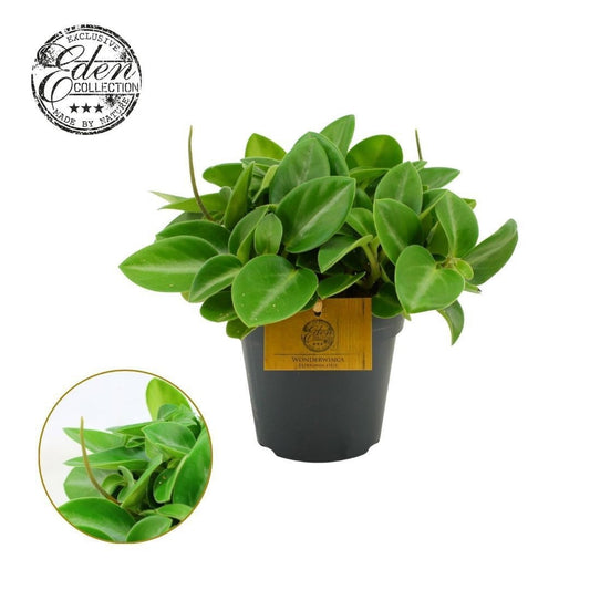 Peperomia Pixie 20cm 12cm Pot
