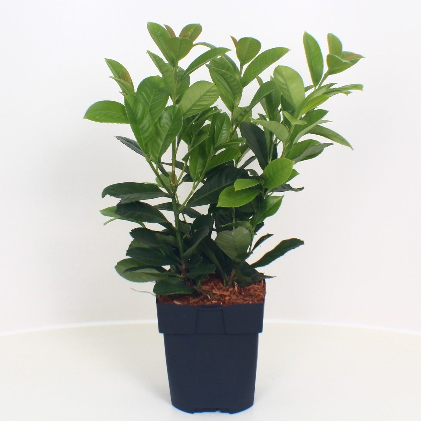Prunus lau. Etna 40cm 17cm Pot
