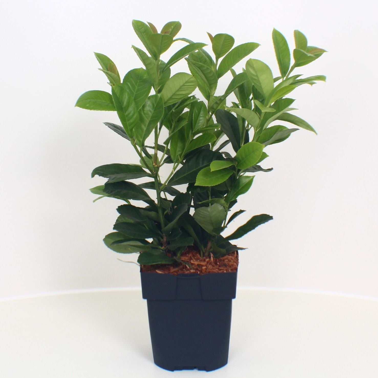 Prunus lau. Etna 40cm 17cm Pot