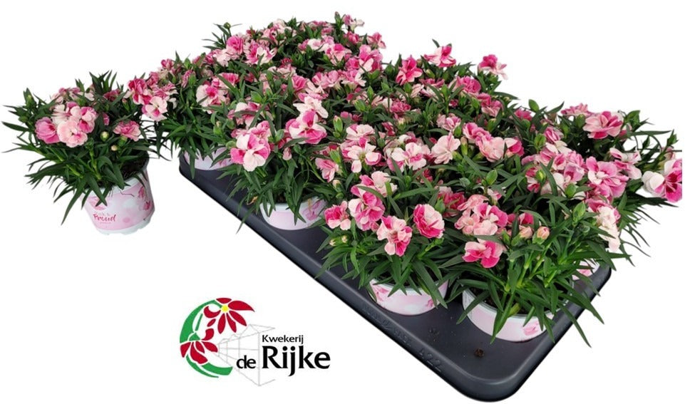 Dianthus Sprint Pink & Proud 24cm 10cm Pot