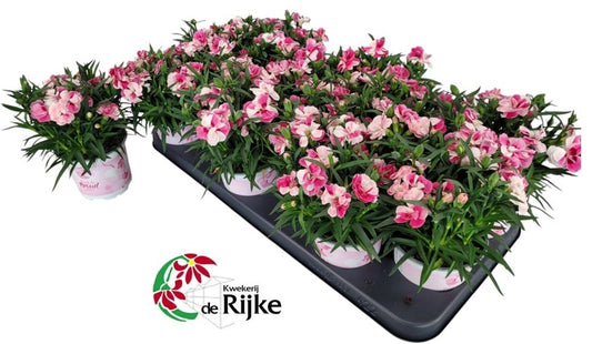 Dianthus Sprint Pink & Proud 24cm 10cm Pot