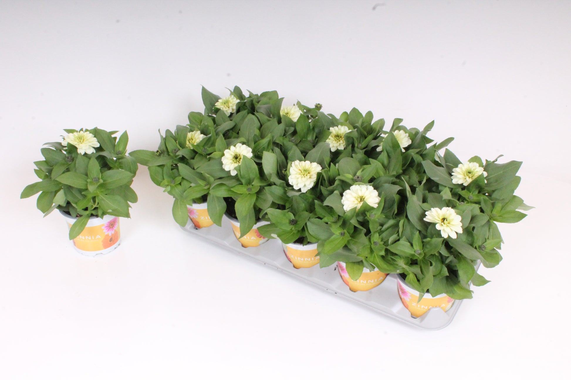 Zinnia Zahara White 30cm 12cm Pot