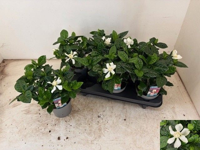 Gardenia jasminoides 26cm 13cm Pot
