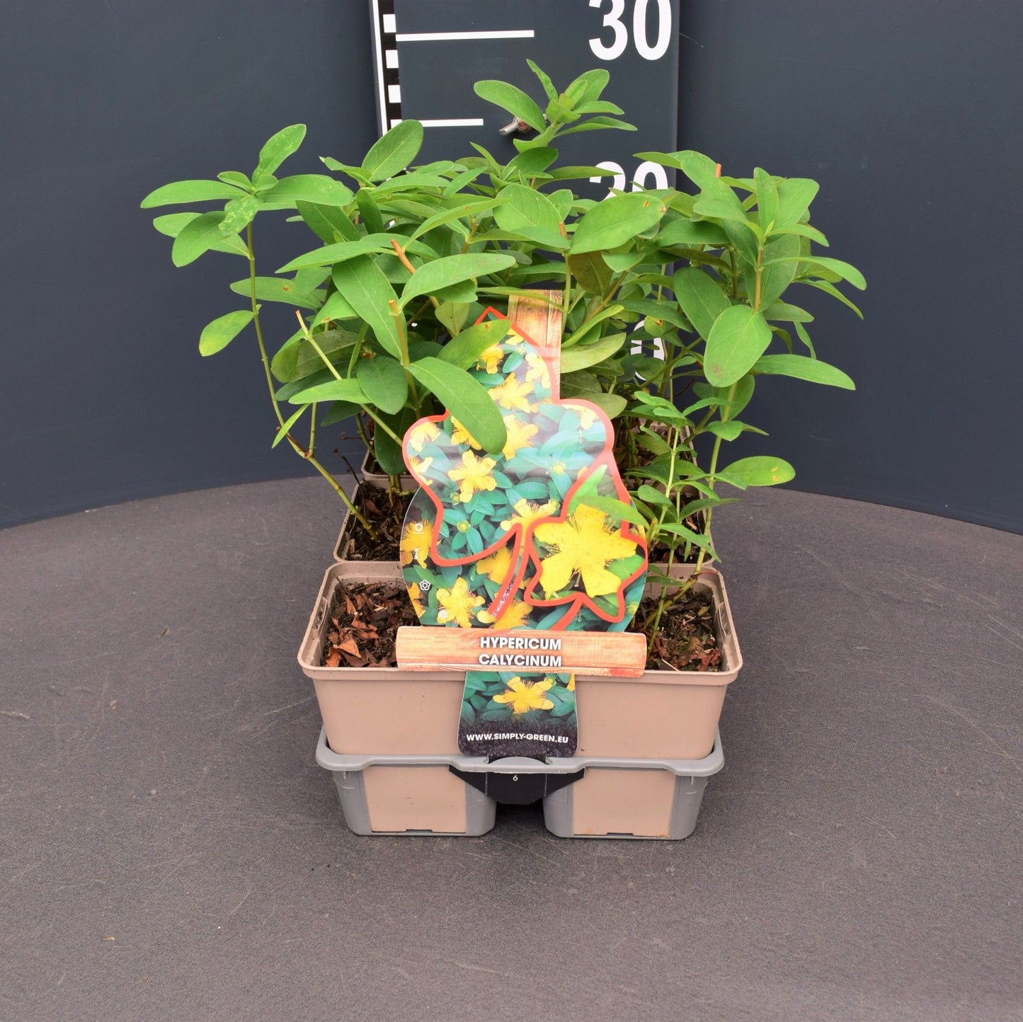 Hypericum calycinum 5cm 9cm Pot