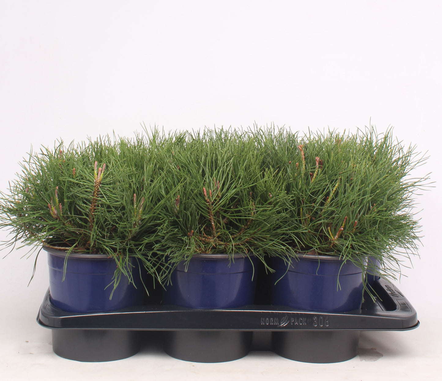 Pinus mugo Mughus 25cm 17cm Pot