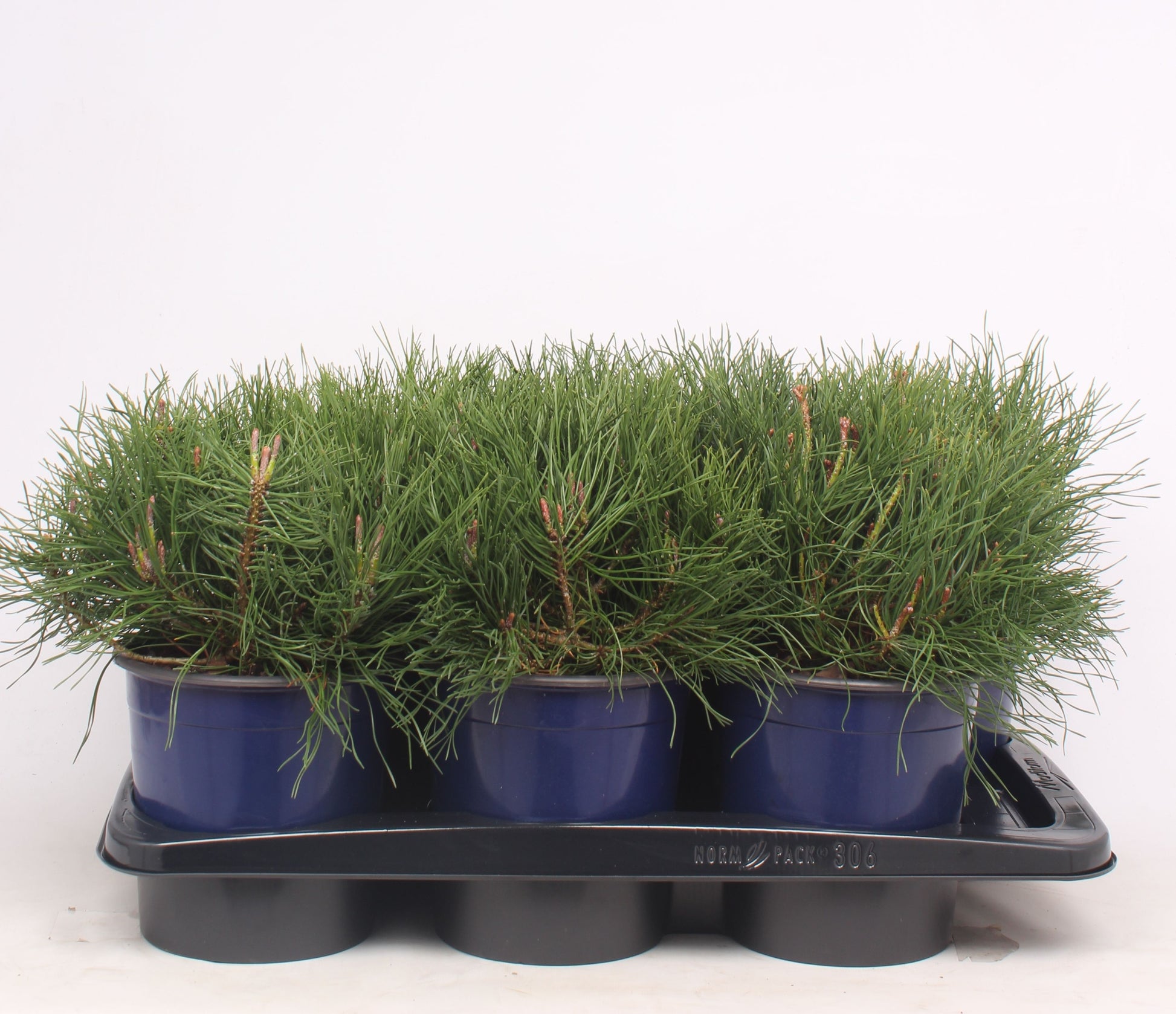 Pinus mugo Mughus 25cm 17cm Pot