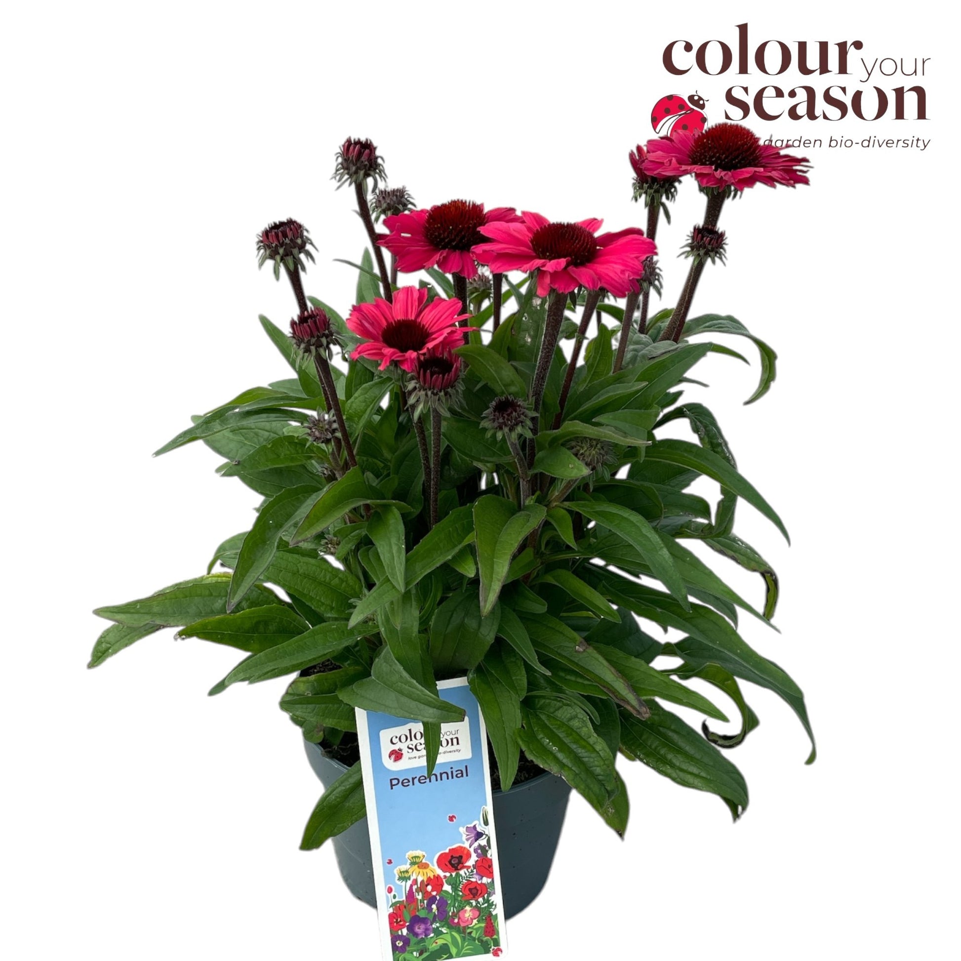 Echinacea Sunseekers Carmine 50cm 19cm Pot