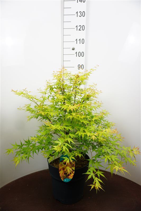 Acer palm. Katsura 85cm 29cm Pot