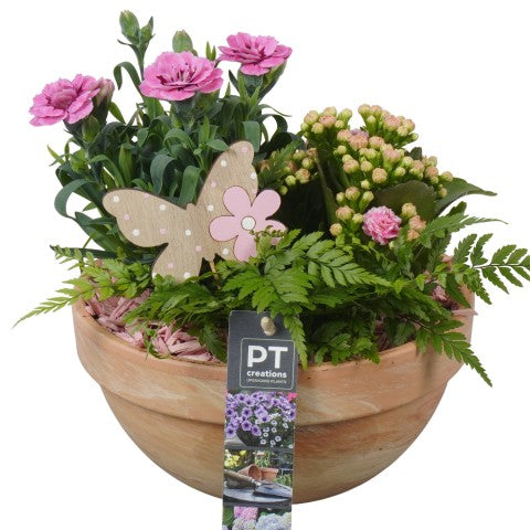 PTPP6925 Arrangementen Perkplanten 22cm 19cm Pot