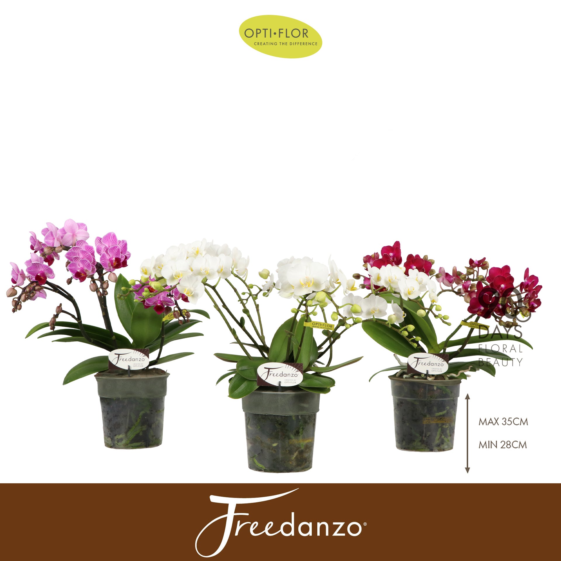 Phalaenopsis Freedanzo mix 40cm 12cm Pot
