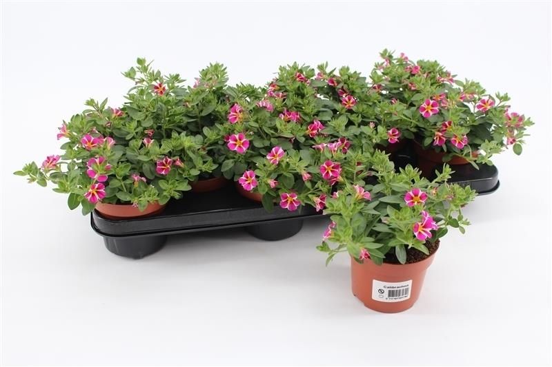 Calibrachoa Rave Pink Striped 15cm 510cm Pot