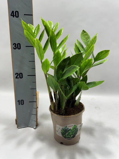 Zamioculcas zamiifolia 40cm 12cm Pot