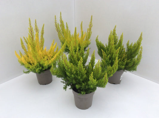 Erica arborea Albert's Gold 30cm 12cm Pot