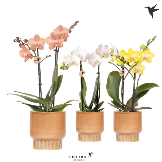 Phalaenopsis mf. mix (+ drp.ceramic) 40cm 9cm Pot