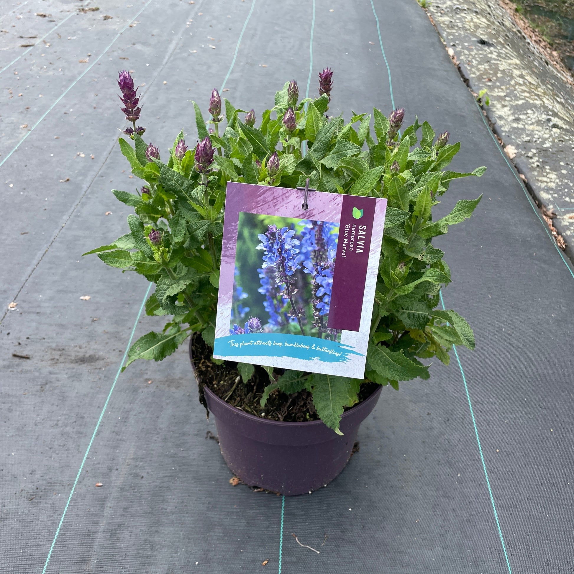 Salvia Blue Marvel 30cm 23cm Pot