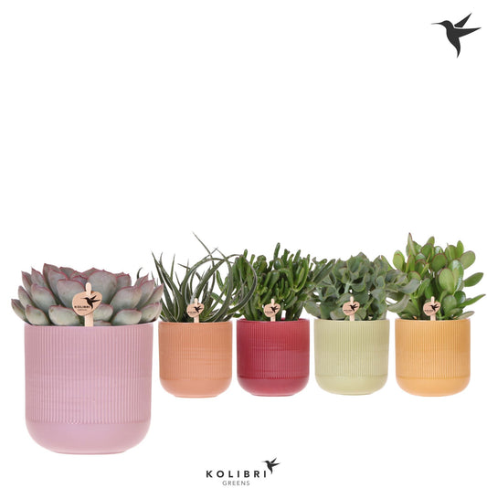 Succulenten mix (+ drp.ceramic) 26cm 12cm Pot