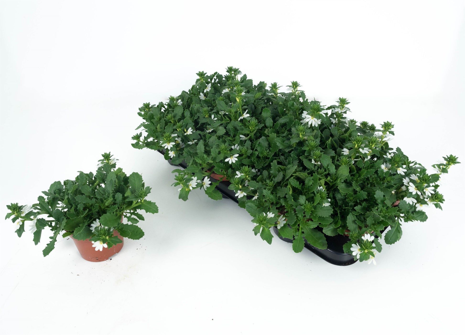 Scaevola White Touch 20cm 510cm Pot
